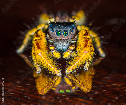 Small Black and Yellow Jumping Spider Macro