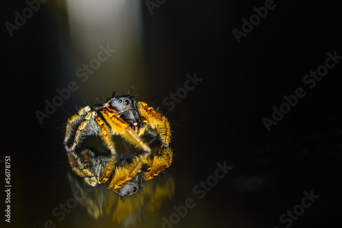 Small Black and Yellow Jumping Spider Macro