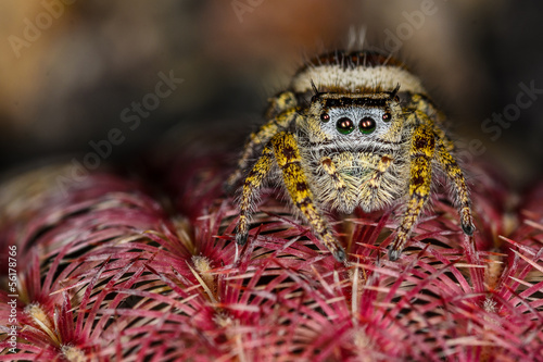 Brown and Yellow Jumping Spider Macro