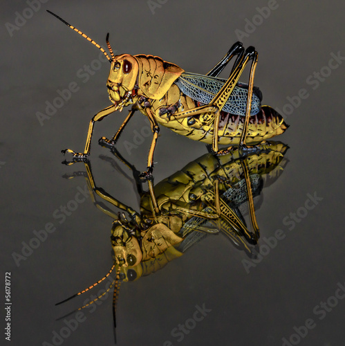 Black and Yellow Grasshopper Macro Closeup