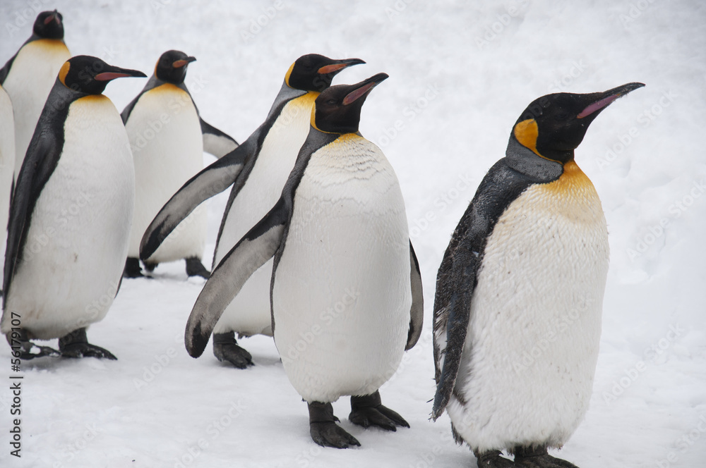 Obraz premium 旭山動物園のペンギン