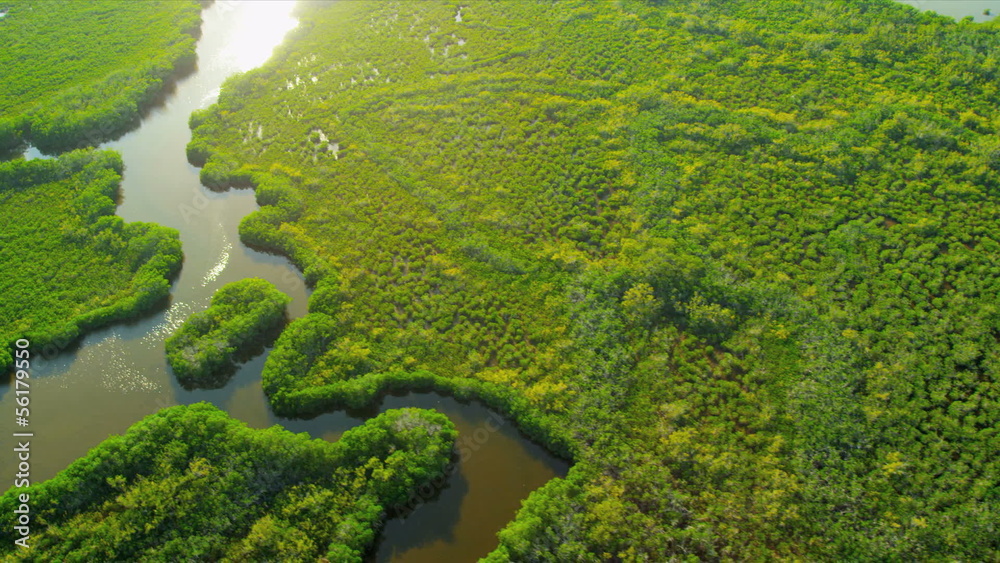 Aerial view Everglades  Wetlands, Florida