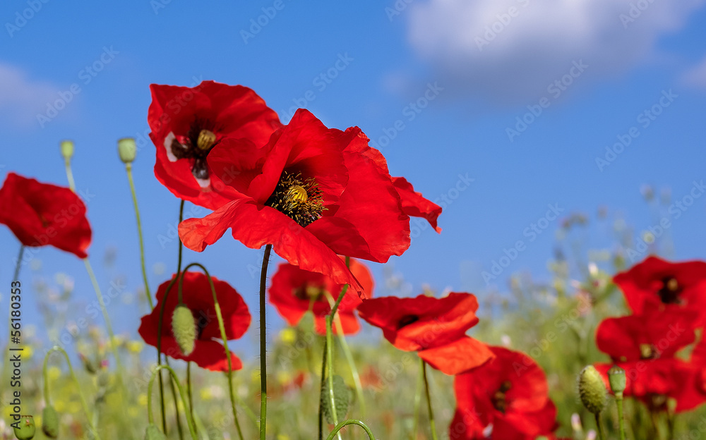 Obraz premium red poppies flower closeup