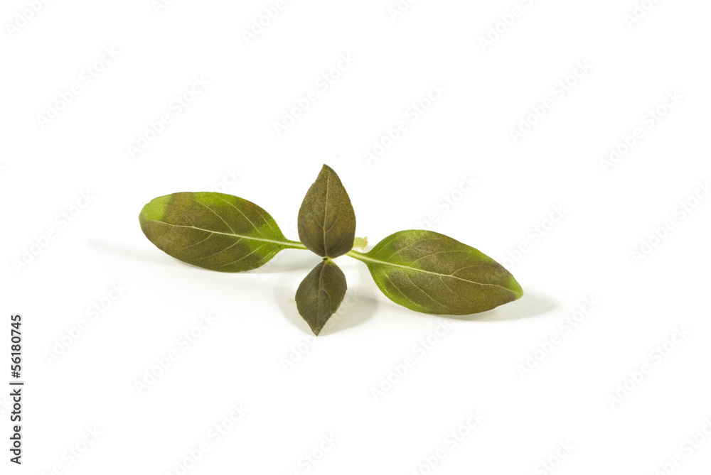 Basil isolated on white Basil isolated on white
