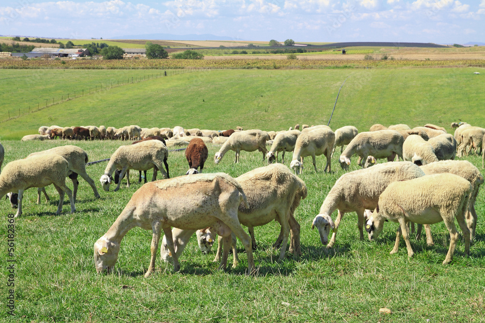Herd of sheeps Herd of sheeps