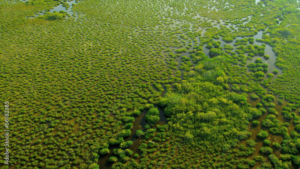 Aerial view Everglades largest Sub tropical region in USA Aerial view Everglades largest Sub tropical region in USA