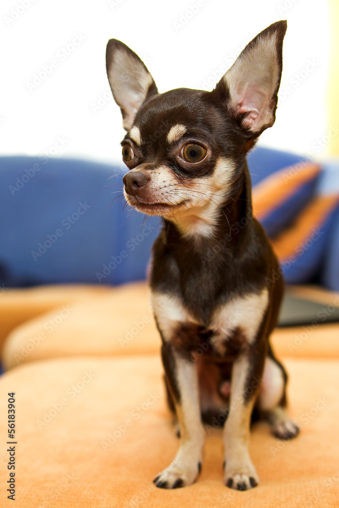 chihuahua