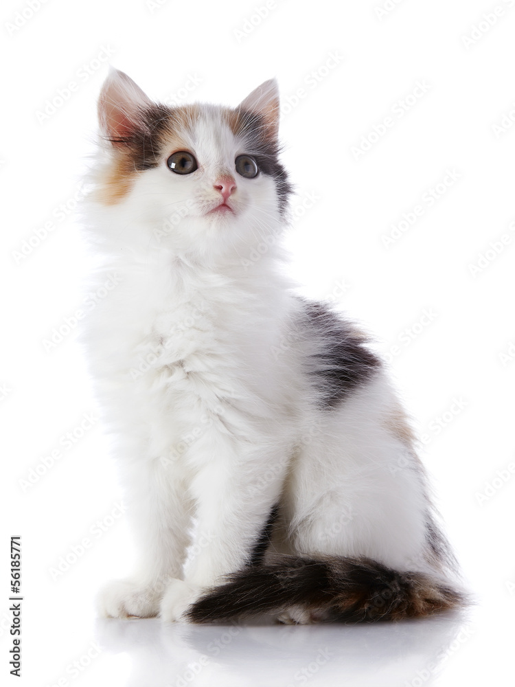 The smal white kitten with color spots
