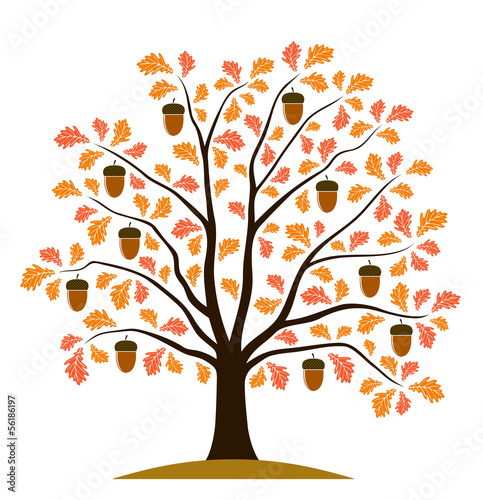 autumn oak tree