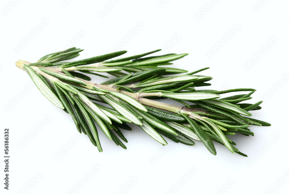 Fototapeta premium Rosemary spice