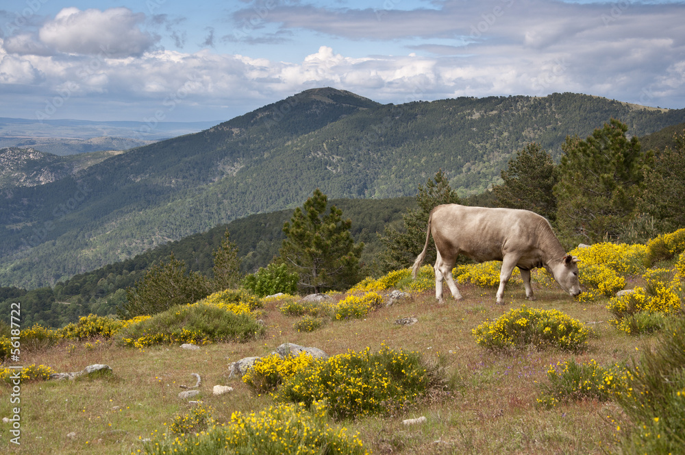 Cow grazing in Casillas Mountain Pass, Avila, Spain