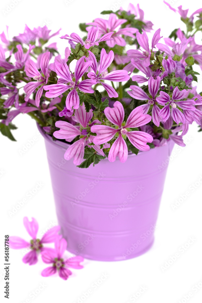 wild violet flowers in bucket wild violet flowers in bucket