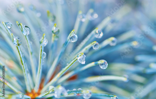 Blue spruce with drops of snow melting, macro