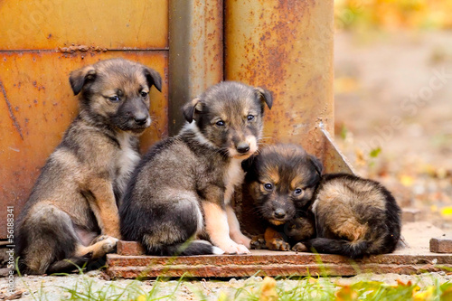 Homeless puppies stand together