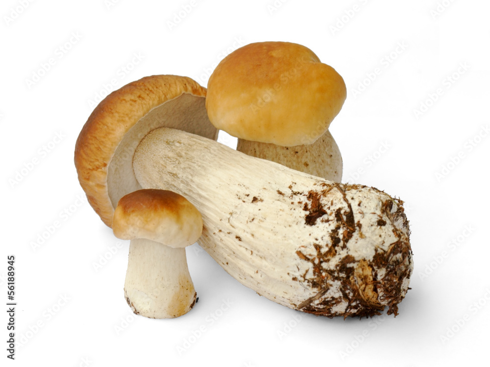 Fototapeta premium Three big brown boletuses on white