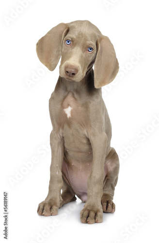 Full length photo of a young Weimaraner dog