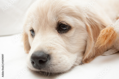 Golden Retriever pup white