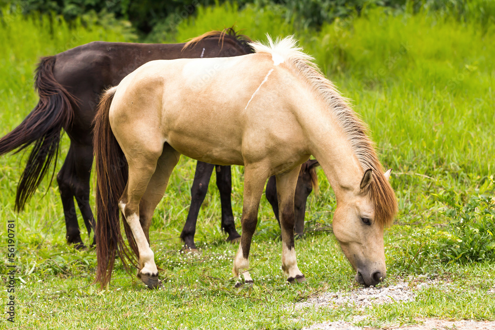 Horse in field