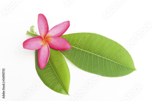 Pink and white frangipani