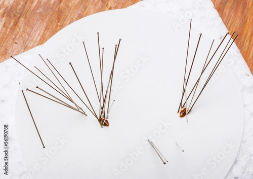 Fotografia Insect entomology pins