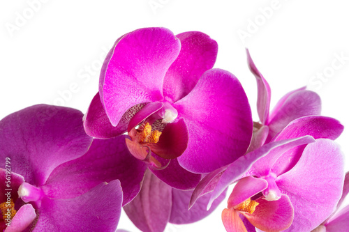 Twig blossoming orchids