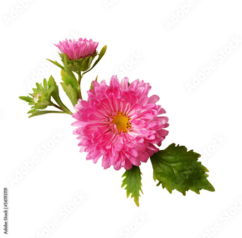 Aster composition