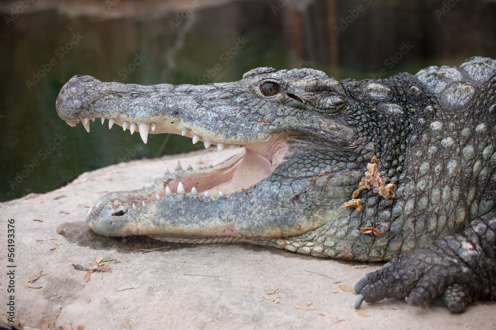 Obraz premium Nile Crocodile Head Closeup