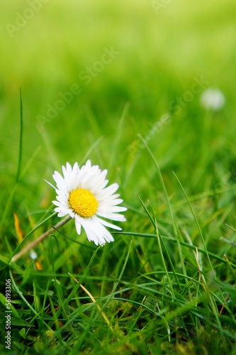 Daisy flower in field