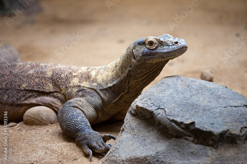 Komodo Dragon