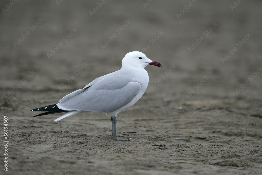 Audouins's gull Larus audouinii Audouins's gull Larus audouinii
