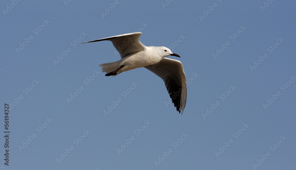 Obraz premium Audouins's gull Larus audouinii