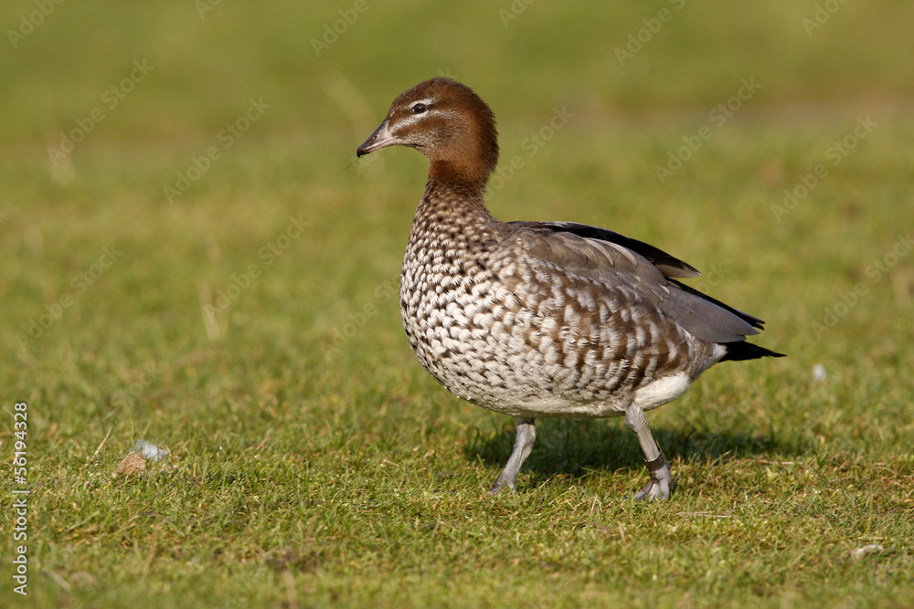Australian wood duck or maned duck, Chenonetta jubata, Australian wood duck or maned duck, Chenonetta jubata,