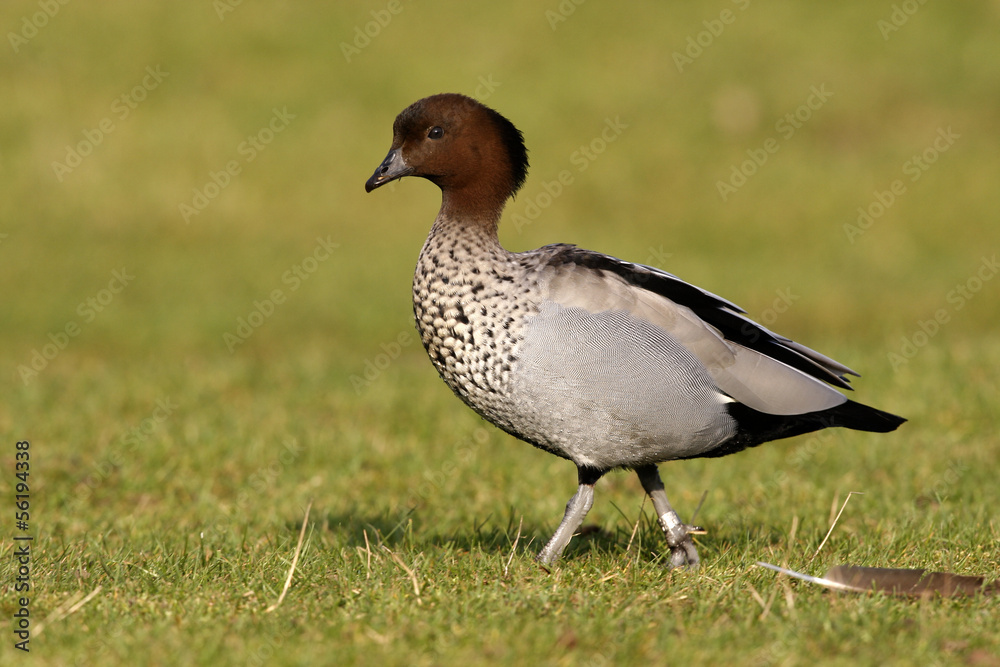 Australian wood duck or maned duck, Chenonetta jubata, Australian wood duck or maned duck, Chenonetta jubata,