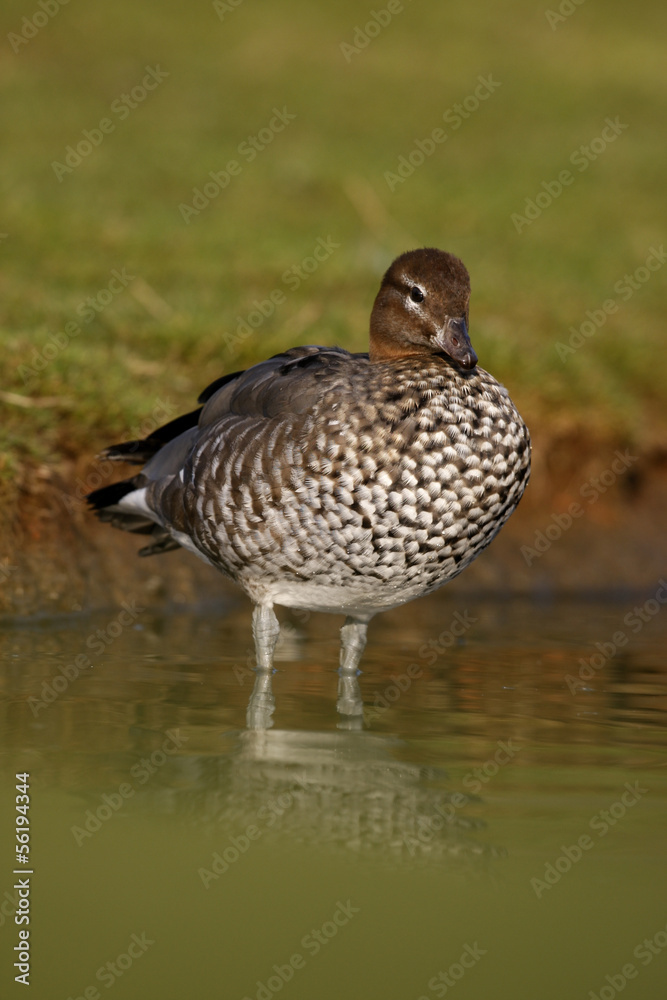 Fototapeta premium Australian wood duck or maned duck, Chenonetta jubata,