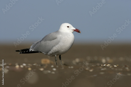 Audouins's gull Larus audouinii