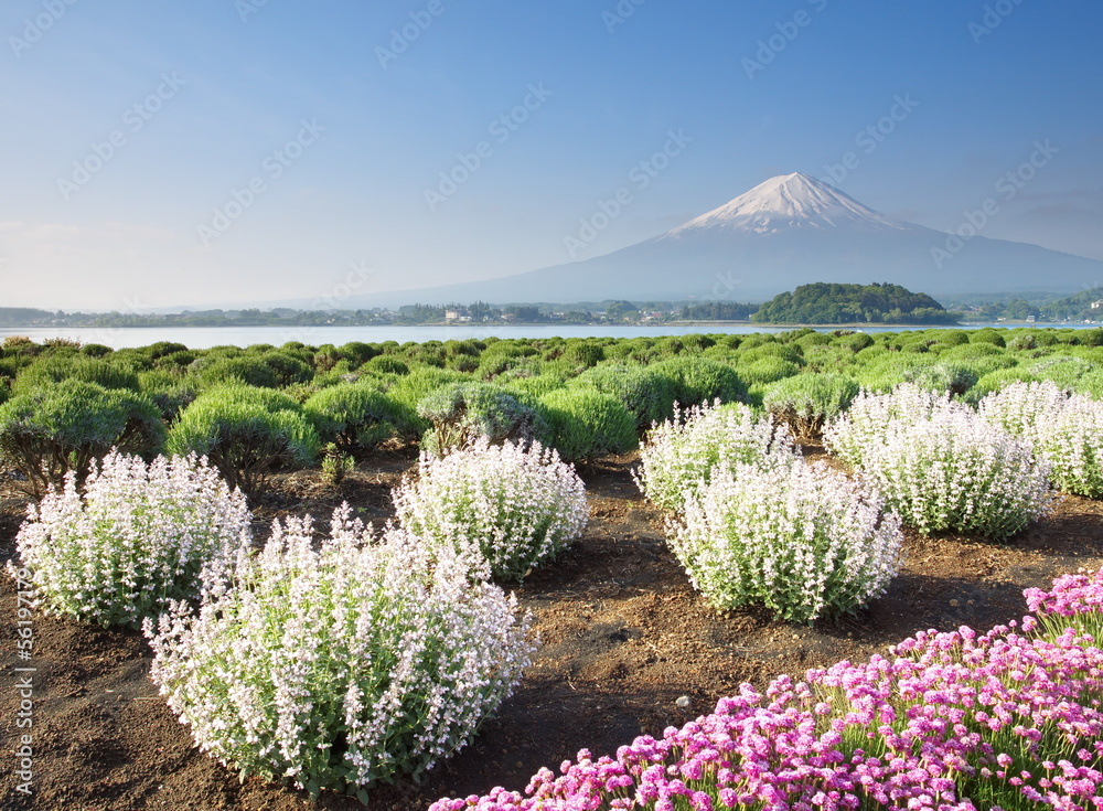 Naklejka premium Mountain Fuji in winter