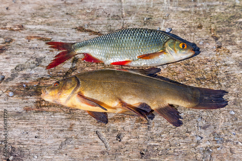 Fototapeta Naklejka Na Ścianę i Meble -  Raw fish tench and carp on wooden background