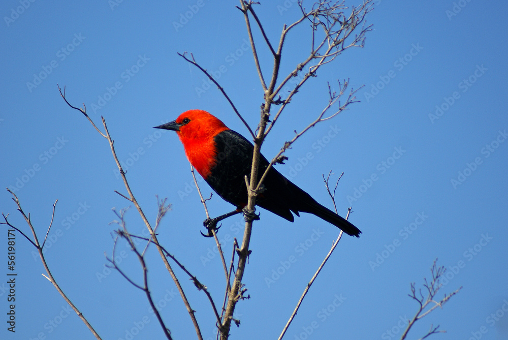 Amblyramphus holosericeus, Esteros del Iberá Amblyramphus holosericeus, Esteros del Iberá