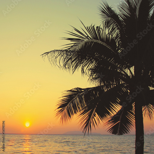 Coconut palm tree with sunrise and retro filter effect