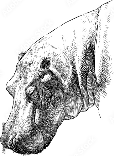 hippopotamus head