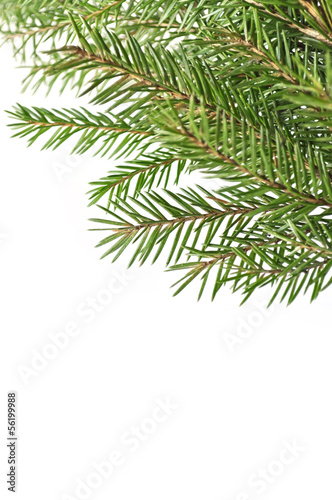 Fir tree branches