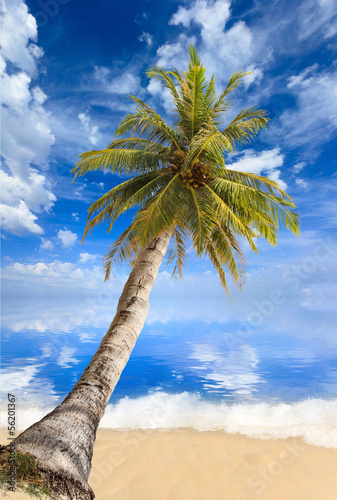 sea and coconut palm