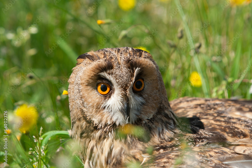 Owl Owl