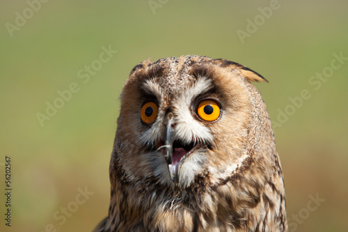 Owl