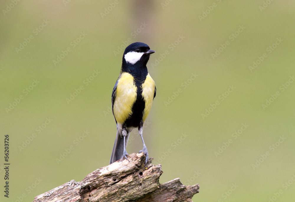Great tit Great tit