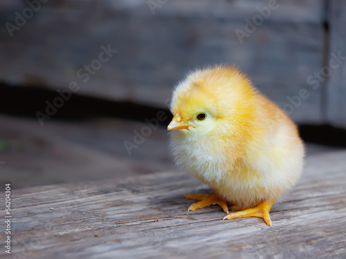 Young chicken in a natural environment
