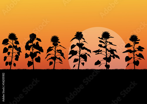 Sunflower field landscape vector background concept