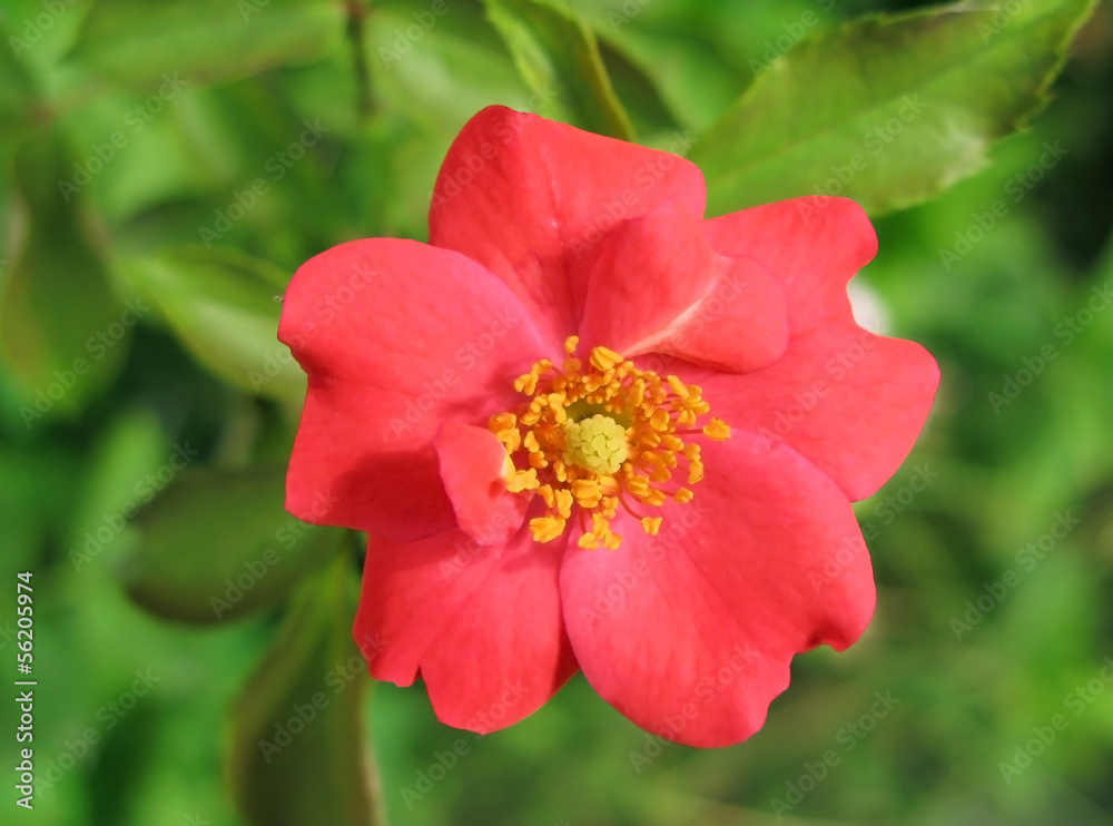 Fototapeta premium wild red rose