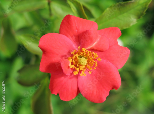 wild red rose