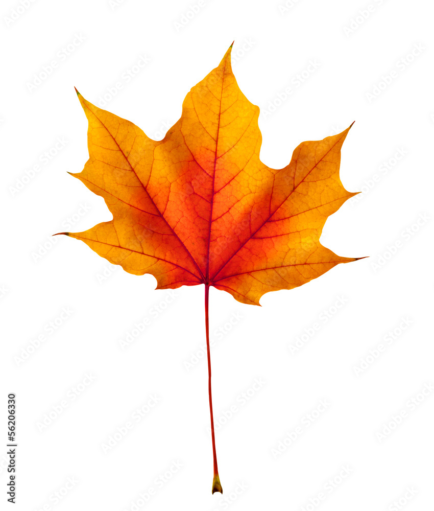 colorful autumn maple leaf isolated on white colorful autumn maple leaf isolated on white